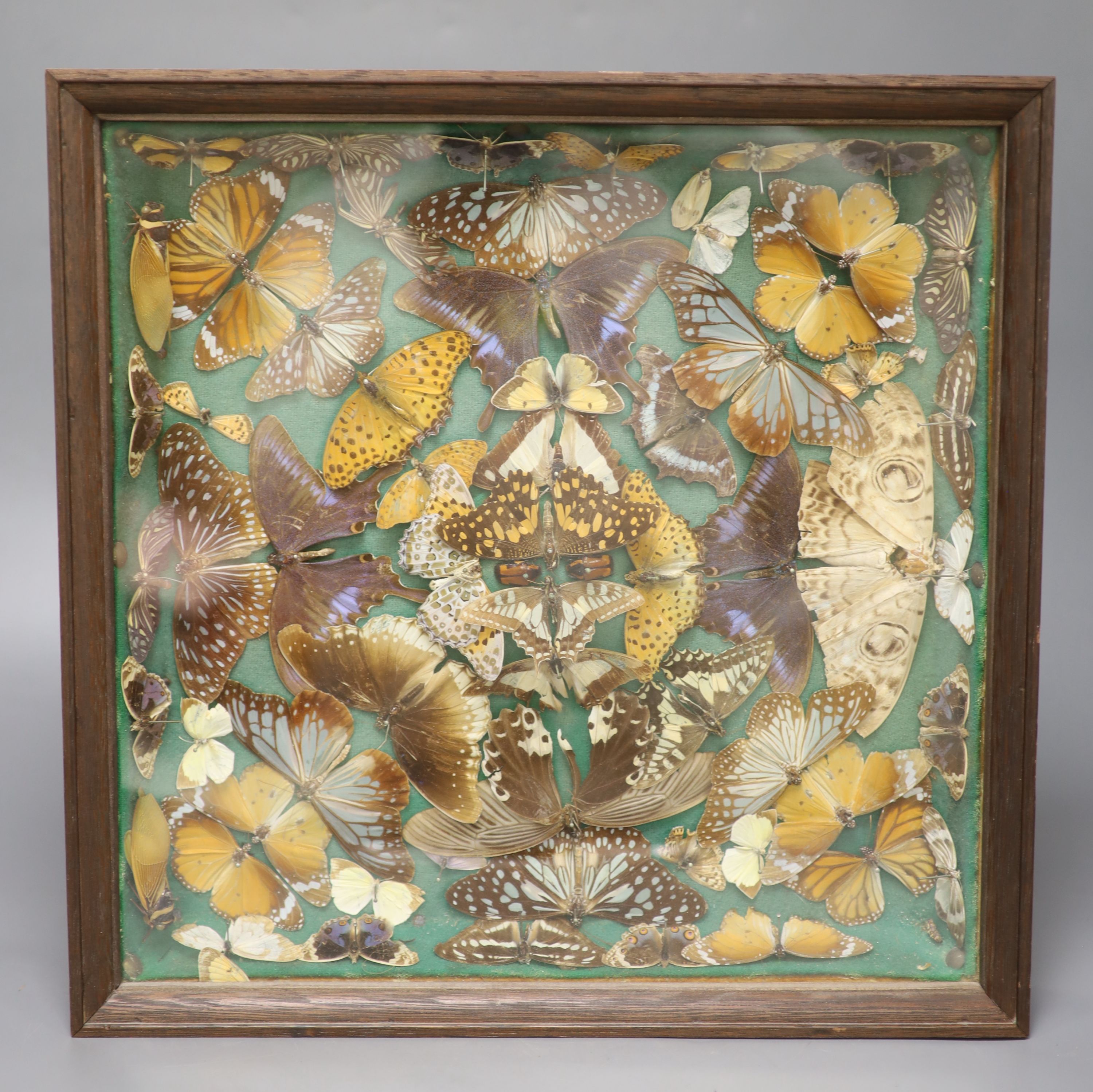 Rowland Ward. A late 19th century taxidermic display of butterflies and moths, handwritten label to reverse, 36cm sq.